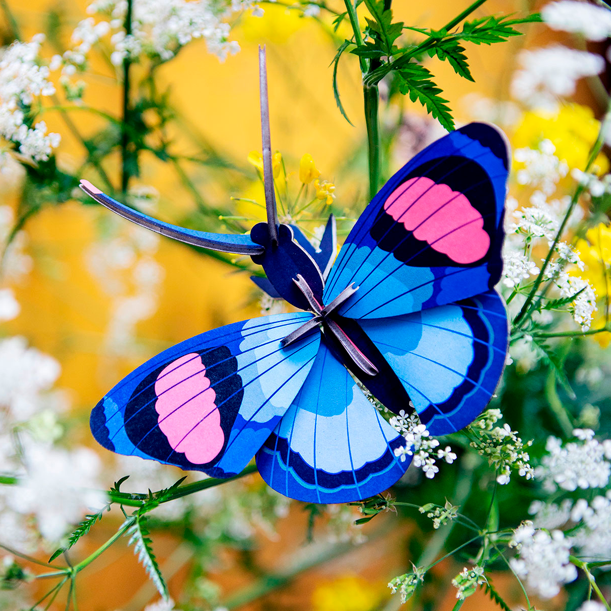 Peacock Butterfly