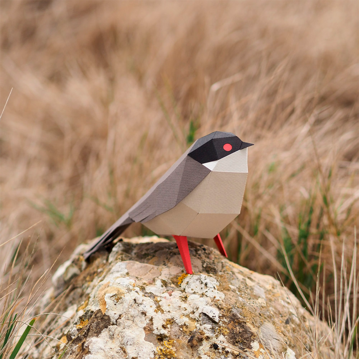 Sylvia Melanocephala